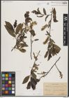 Foto von Salix borealis Fr.
